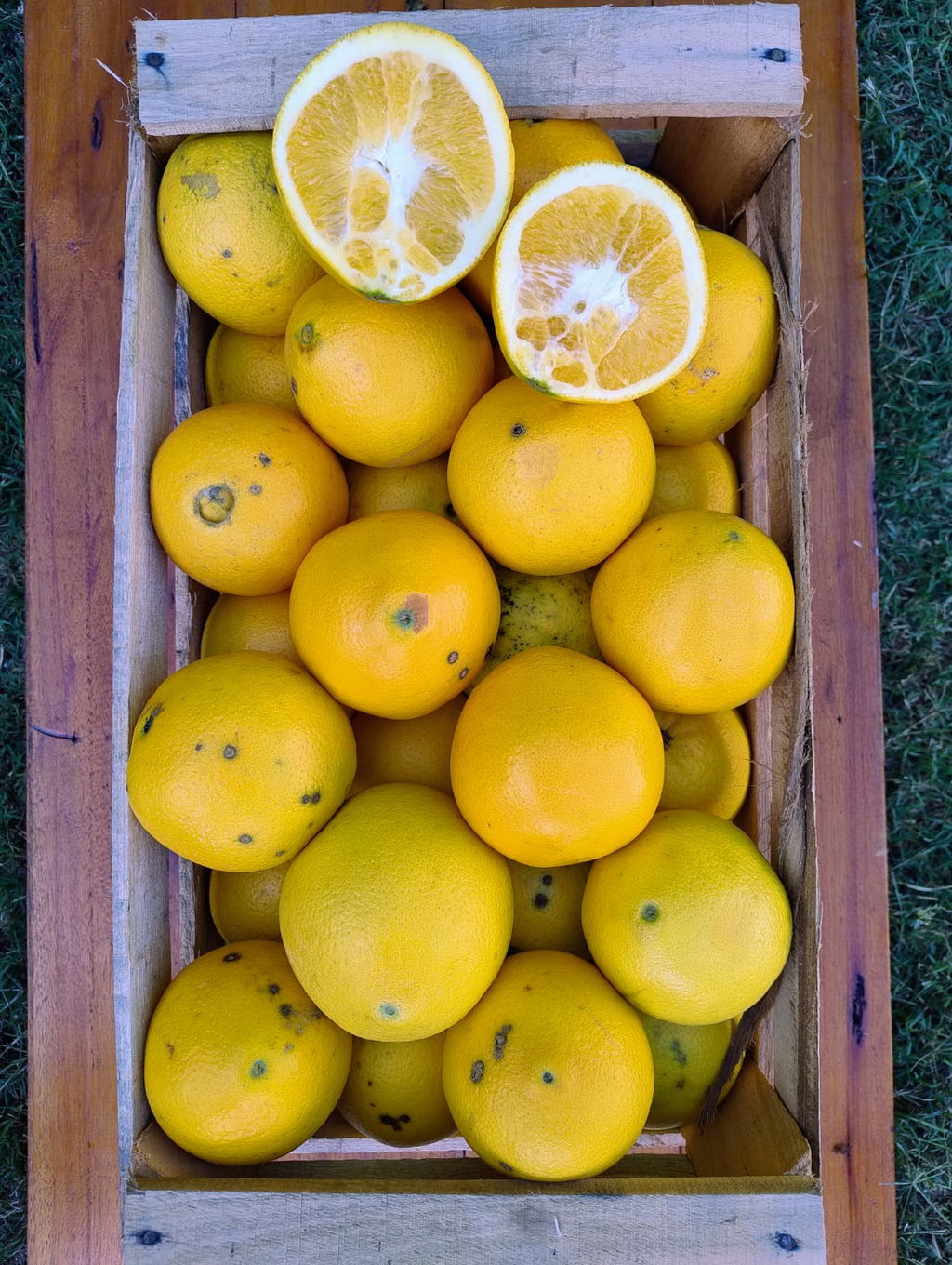 Naranjas de Ombligo Orgánicas x 8 Kg. - Entre Rios - (Variedad: Ombligo)