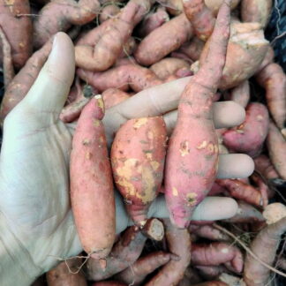Batatin Boniato Agroecológico x 6 Kg. (Producción Yuyupa, Cruz del Eje) Batatas de menor tamaño