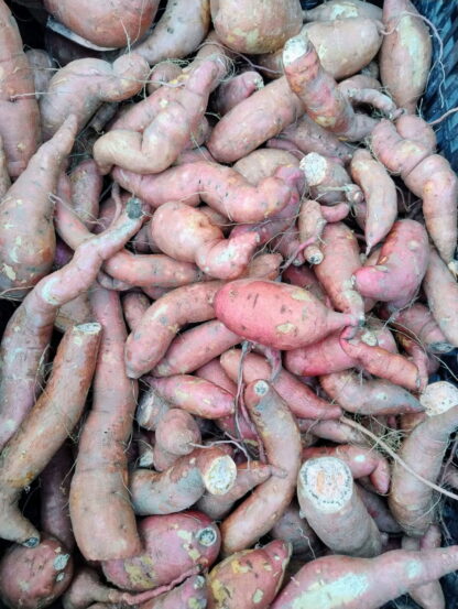 Batatin Boniato Agroecológico x 5 Kg. (Producción Yuyupa, Cruz del Eje) Batatas de menor tamaño - Image 2