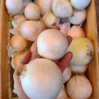 Cebollas Blancas Orgánicas x 9 Kg. - Mendoza -