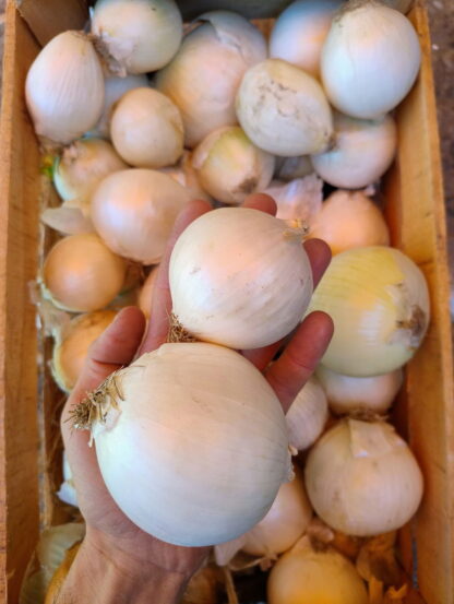 Bolsa de Cebollas Orgánicas x 9 Kg. - Mendoza - (Variedad: Blanca) - Image 2