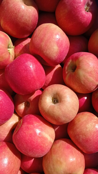 Manzanas Rojas Orgánicas x 9 Kg. (Variedad: Cripps Pink)