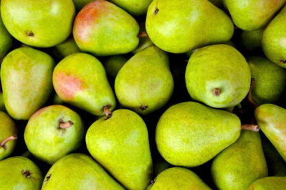 Peras Orgánicas x 9 Kg. (Variedad: Packhams Triumphs)