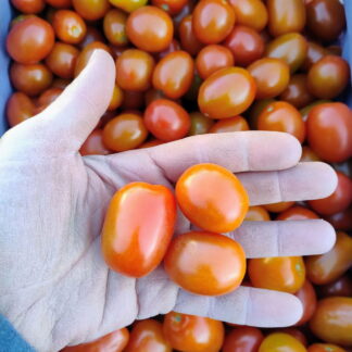 Cajón de Tomates Cherry Orgánico x 9 Kg. (Variedad: Cherry - Origen: Jujuy)