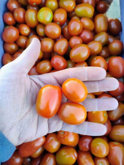 Cajón de Tomates Cherry Orgánico x 9 Kg. (Variedad: Cherry - Origen: Jujuy) - Image 2