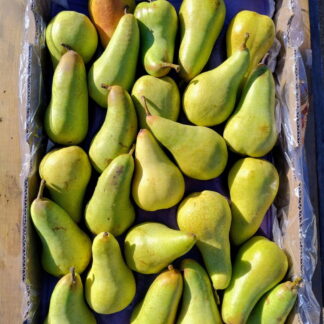 Pera Orgánica x 10 Kg. (Variedad: Abate Fetel)