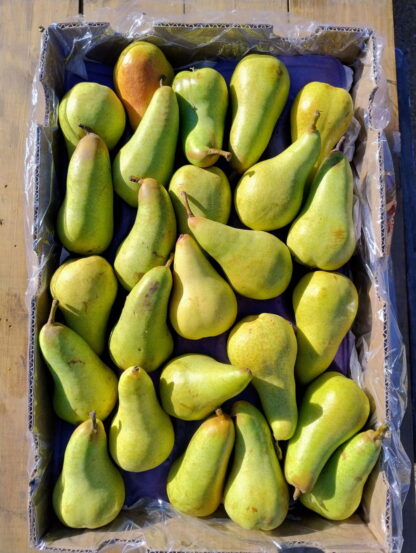 Pera Orgánica x 10 Kg. (Variedad: Abate Fetel)