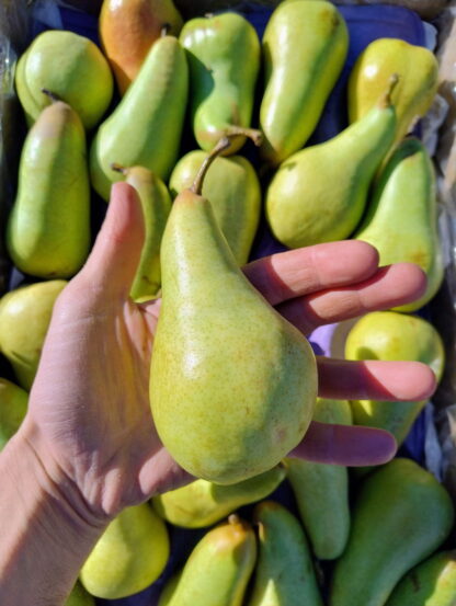 Pera Orgánica x 10 Kg. (Variedad: Abate Fetel) - Image 2