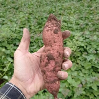 Bolsa de Batata Boniato Agroecológicas x 13/14 Kg. (Producción Yuyupa, Cruz del Eje)