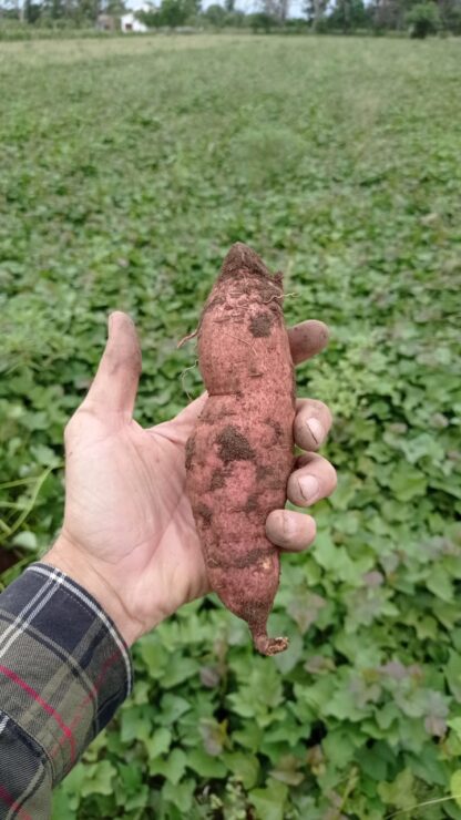 Bolsa de Batata Boniato Agroecológicas x 13/14 Kg. (Producción Yuyupa, Cruz del Eje)