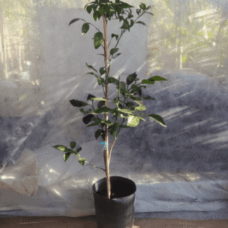 Arbol Naranjo Sanguineo Ombligo