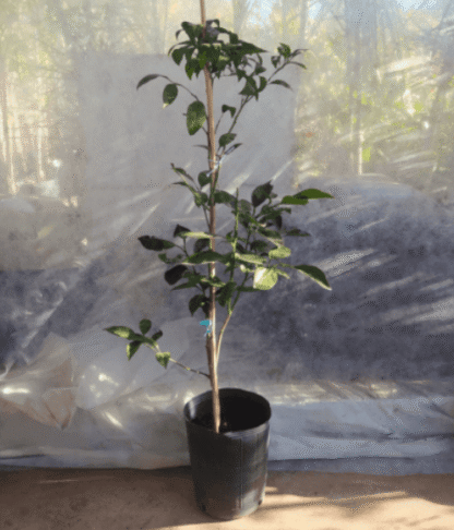 Arbol Naranjo Sanguineo Ombligo