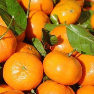 Cajón de Mandarinas Organicas x 15 Kg. - Entre Ríos - (Variedad: Encore)