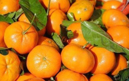 Cajón de Mandarinas Organicas x 15 Kg. - Entre Ríos - (Variedad: Encore)