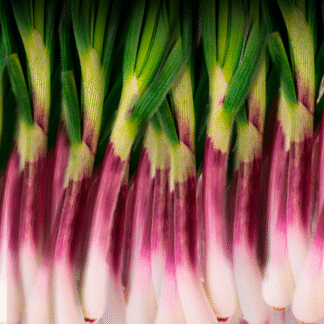 Cebolla de Verdeo Agroecológica x Kg.