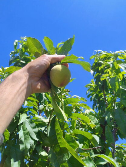 Duraznos Agroecológicos x 7 Kg. (Variedad: FLORDAKING)