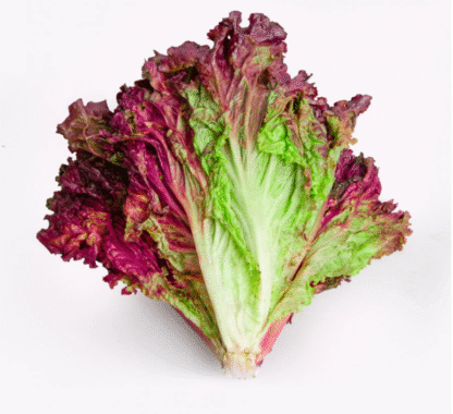 Lechuga Morada Agroecológica x 2 Kg