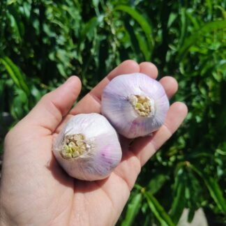 Ajo Agroecológico x 12 Unidades calibre entre 4 y 5 cm Producción Yuuyupa- (Variedad: Morado INTA )