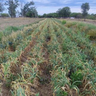 Ajo Agroecológico x 50 Unidades calibre entre 4 y 6 cm Producción Yuyupa- (Variedad: Morado INTA )