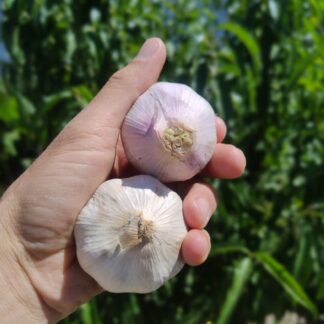 Ajo Agroecológico x 12 Unidades calibre entre 5 y 6 cm - Producción Yuyupa- (Variedad: Morado INTA)