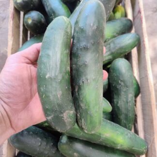 Pepino Agroecológico x 5 Kg. (Origen Mendoza)
