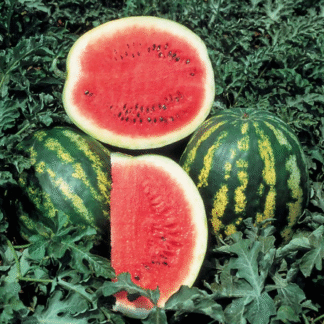 Sandía Agroecológica por unidad de 6,5 kg aprox (Variedad: Crimson, clasica sandia rayada)