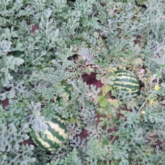 Sandía Agroecológica unidad de 3 a 7 kg aprox (Variedad: Crimson, clasica sandia rayada campo Yuyupero) Leer descripción