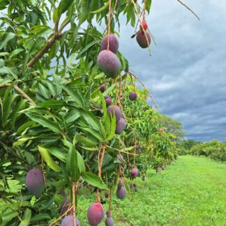 Mangos Organicos x 4 Kg. (Variedad: Osteen)