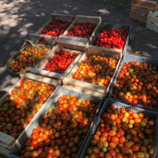 Tomates Cherry agroecologico x 9.5 Kg. (Variedad: Cherry - Origen: San Marcos Sierras)