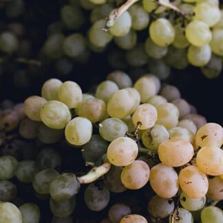 Uva Blanca Agroecologica Moscatel x 12 Kg.