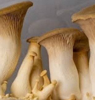 Girgolas ´´Fungo´´ en bandeja  150 gr (Variedad: Girgolas Reyes)