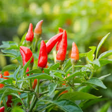 Ajíes Picantes x 1/4 Kg. (Variedad: Habanero)