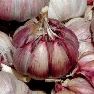 Ajo Orgánico x Unidad (Variedad: Morado Chino)