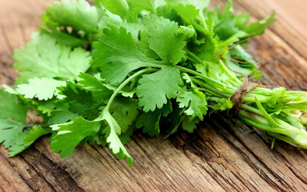 Atado de Cilantro Agroecológico