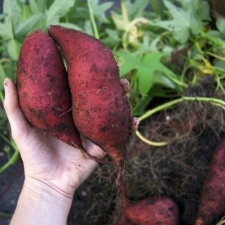 Batata Orgánica x 1/2 Kg. (Variedad: Morada)