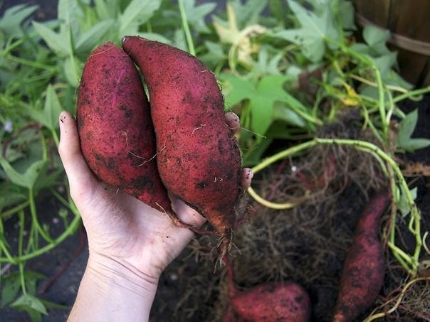 Batata Orgánica x 1 Kg. (Variedad: Morada)