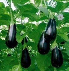 Berenjenas Agroecológicas x 1 Kg. (Variedad: Negra Violeta)