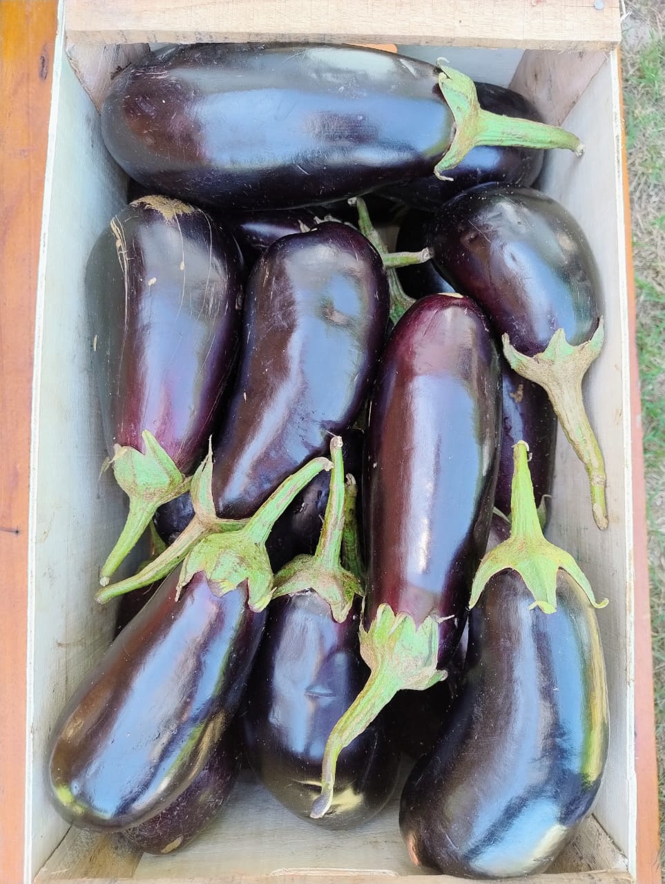 Berenjenas Agroecológicas x 1 Kg. (Variedad: Negra Violeta) - Image 3