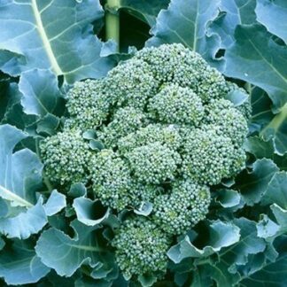 Brócoli Agroecológico x Unidad