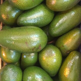 Paltas Agroecológicas x 8.5/9 Kg. (Variedad: Ettinger - Origen: Tucuman)