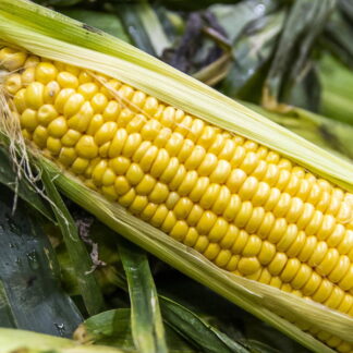 Choclos Agroecológico x 4 Unidades