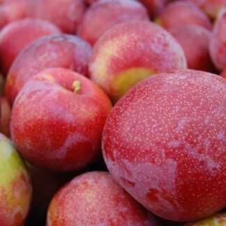 Ciruelas Agroecológicas x 1/2 Kg. (Variedad: Roja)