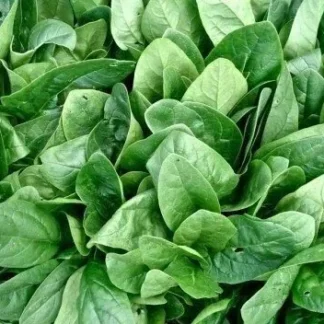 Espinaca Agroecológica x Unidad