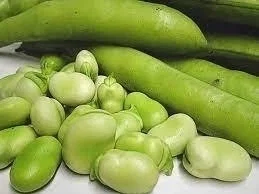 Habas Agroecológicas x Kg.