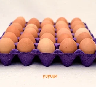 Huevos Agroecológicos de Granja x Maple Plumas Verdes (Tamaño Grande)