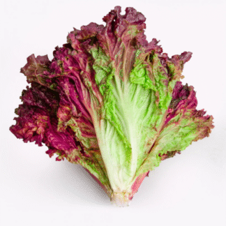 Lechuga Agroecológica x Unidad (Variedad: Morada)