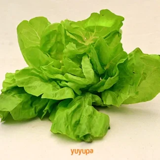 Lechuga Agroecológica x Unidad (Variedad: Lechuguin)