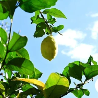 Limón Orgánico x 1/2 Kg.