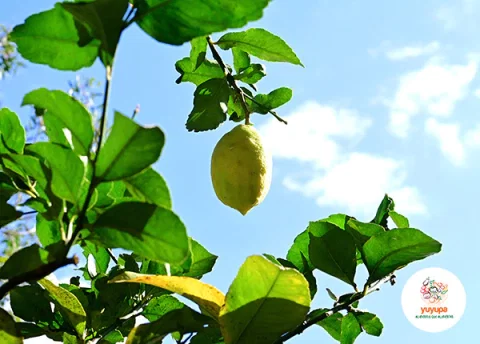 Limón Orgánico x 1 Kg.