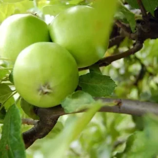 Manzana Verde Orgánica x 1 Kg. (Variedad: Granny Smith)